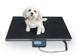 Veterinary & Livestock Scales